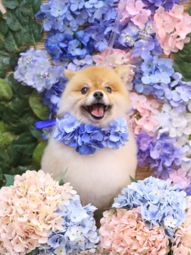 20250617たぬきちくん